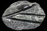 Polished Orthoceras (Cephalopod) Fossils - Morocco #96646-1